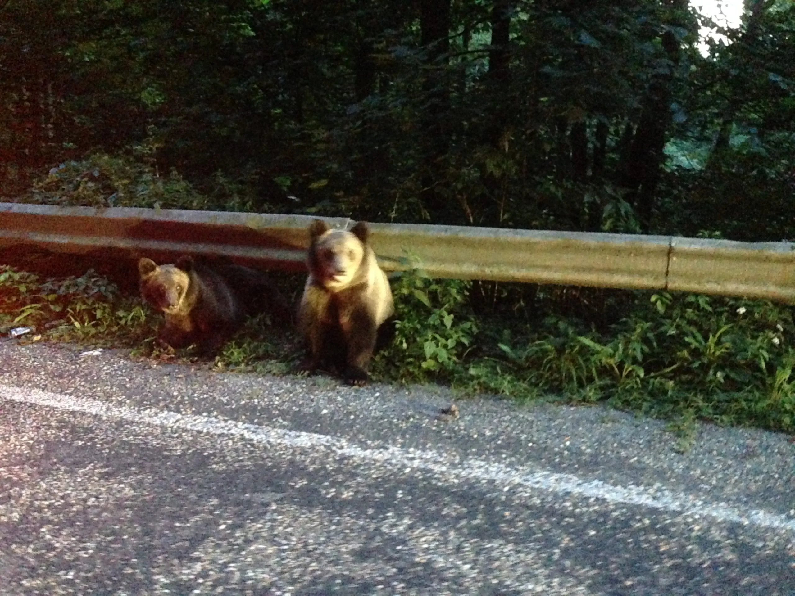 Wild bears in Romania