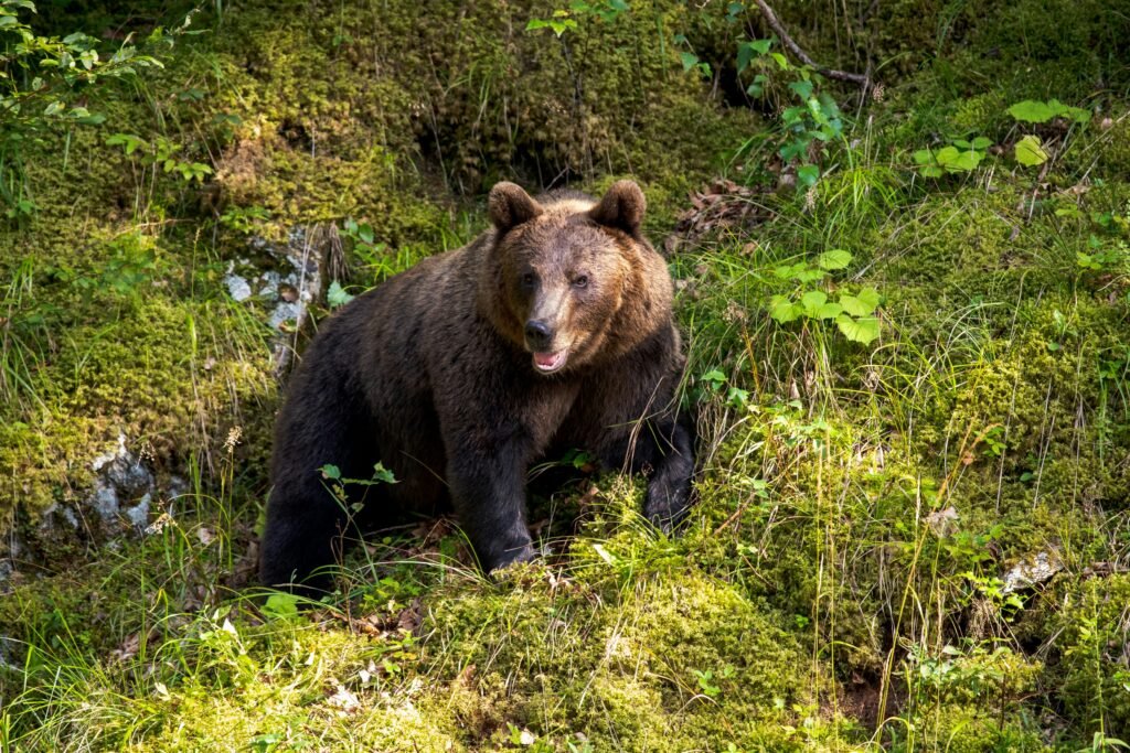 Ethical Bear-Spotting in Romania: Sanctuaries & Observation Hides